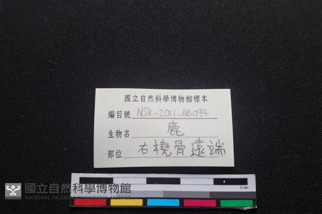 梅花鹿骨藏品圖，第3張