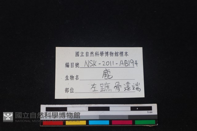 梅花鹿骨藏品圖，第3張