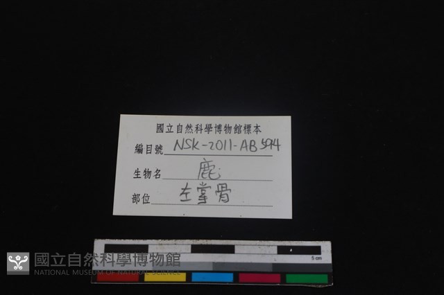 梅花鹿骨藏品圖，第3張
