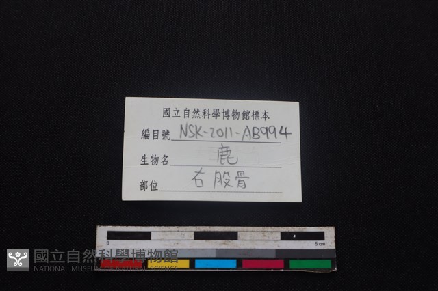 梅花鹿骨藏品圖，第3張