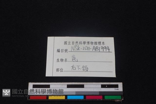 梅花鹿骨藏品圖，第3張