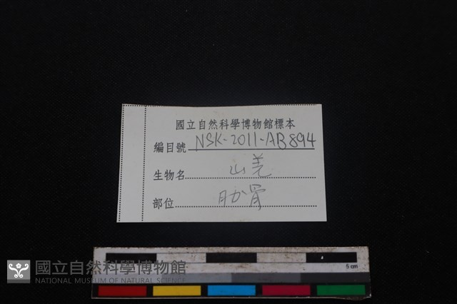 山羌骨藏品圖，第3張