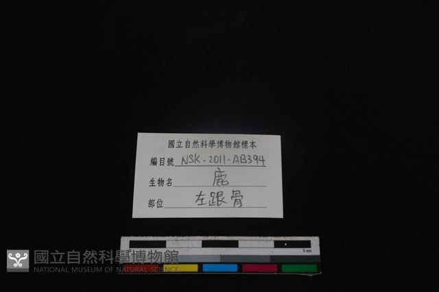 梅花鹿骨藏品圖，第3張