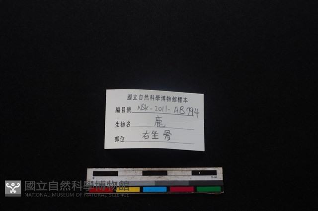 梅花鹿骨藏品圖，第3張