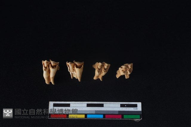山羌骨藏品圖，第3張