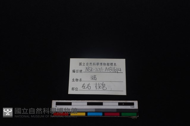 豬骨藏品圖，第3張