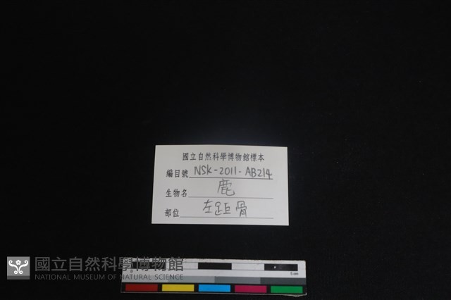 梅花鹿骨藏品圖，第3張