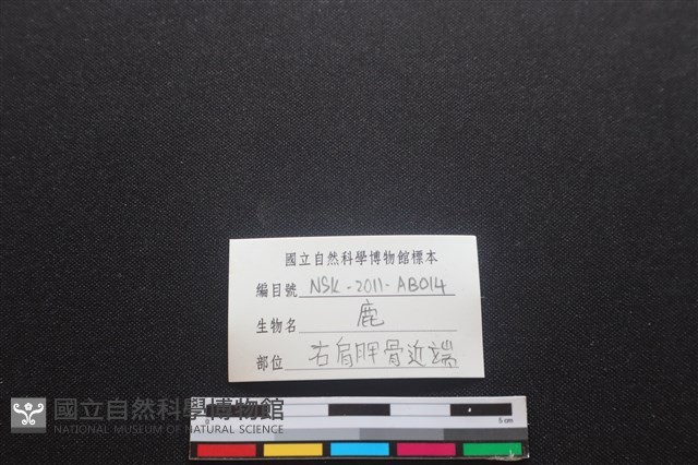 梅花鹿骨藏品圖，第3張