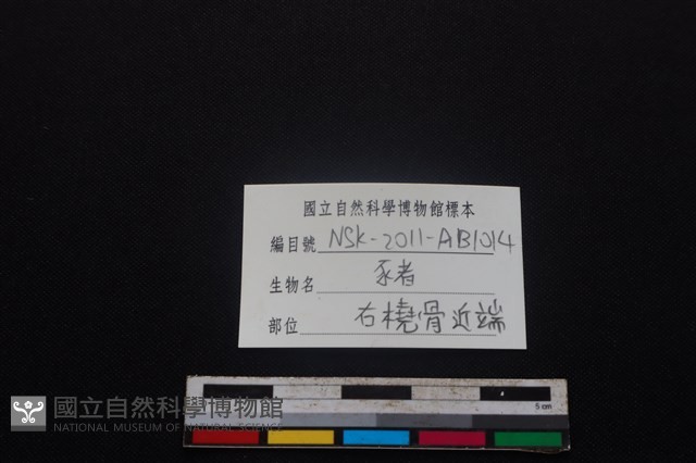 豬骨藏品圖，第3張