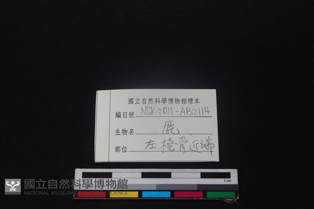 鹿骨藏品圖，第3張