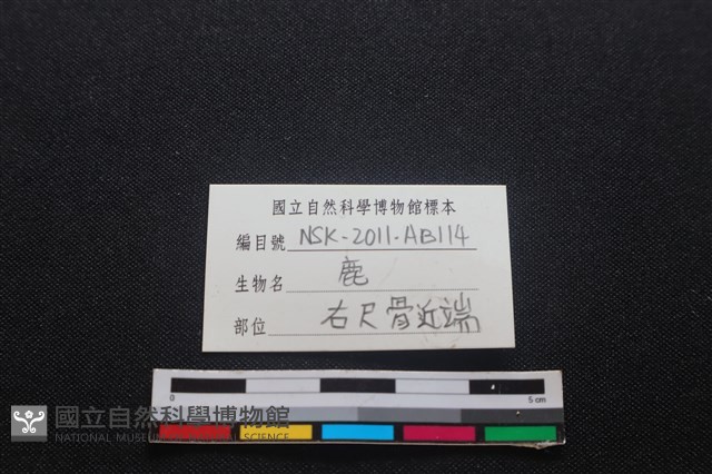 梅花鹿骨藏品圖，第3張