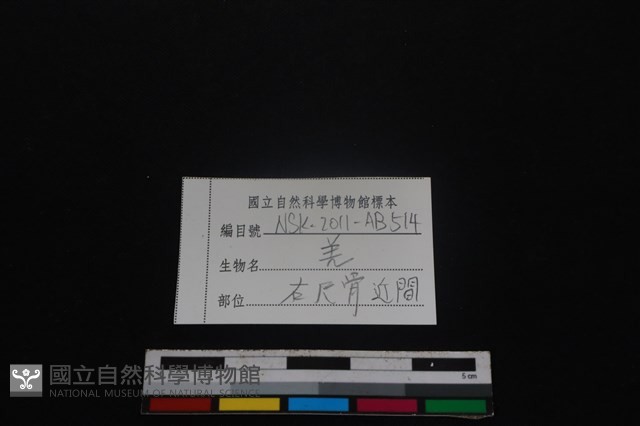 山羌骨藏品圖，第3張
