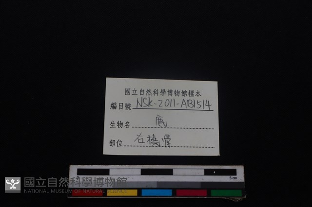 梅花鹿骨藏品圖，第3張