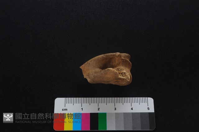 獐骨藏品圖，第3張