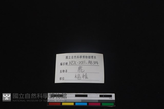 梅花鹿骨藏品圖，第3張
