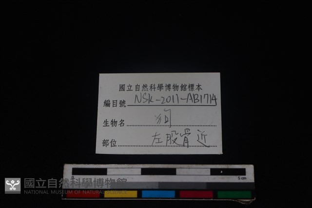 狗骨藏品圖，第3張
