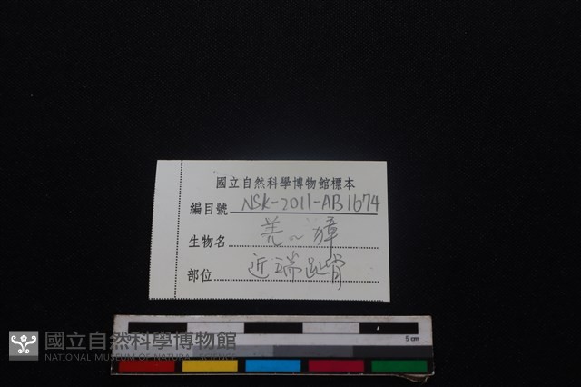 鹿科骨藏品圖，第3張