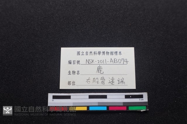 梅花鹿骨藏品圖，第3張