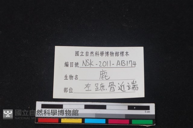 梅花鹿骨藏品圖，第3張