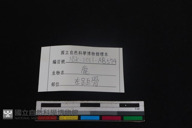 梅花鹿骨藏品圖，第3張
