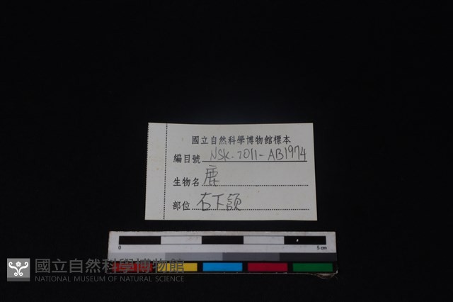 梅花鹿骨藏品圖，第3張