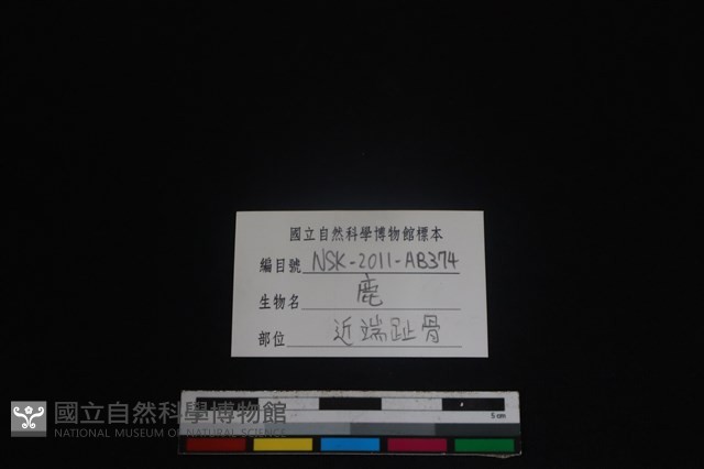 梅花鹿骨藏品圖，第3張