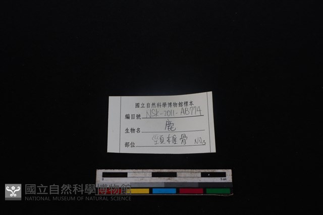 梅花鹿骨藏品圖，第3張