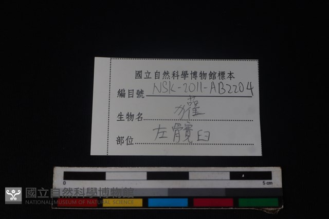 狗獾骨藏品圖，第3張