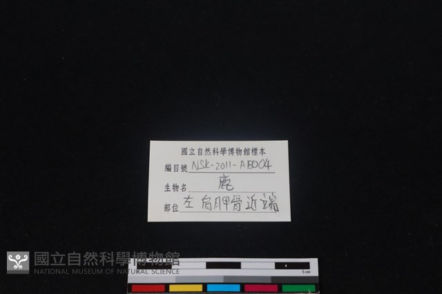 梅花鹿骨藏品圖，第3張