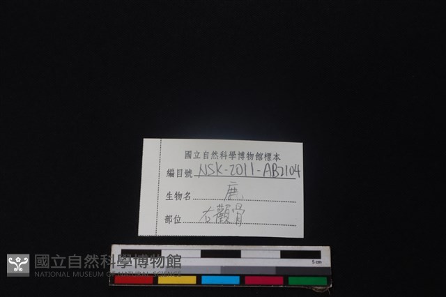 鹿骨藏品圖，第3張
