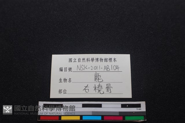 梅花鹿骨藏品圖，第3張