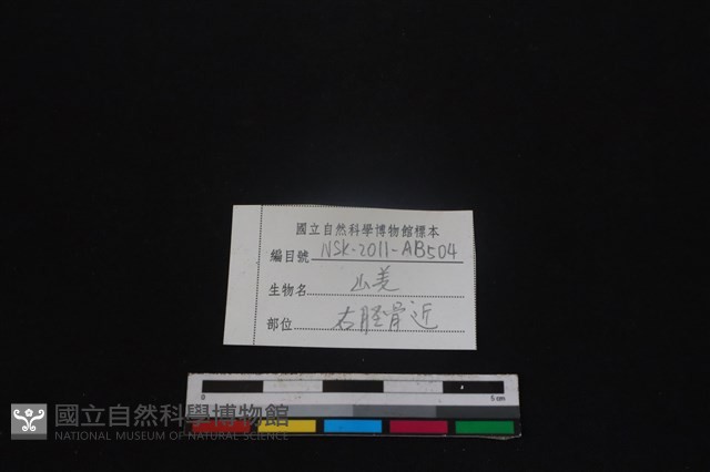 山羌骨藏品圖，第3張