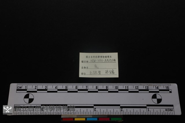 梅花鹿骨藏品圖，第3張