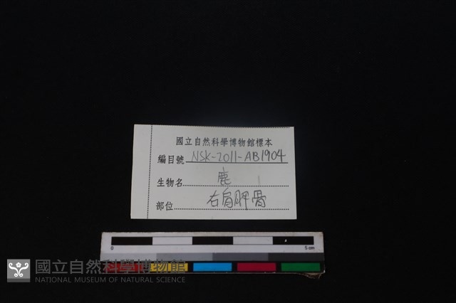 梅花鹿骨藏品圖，第3張