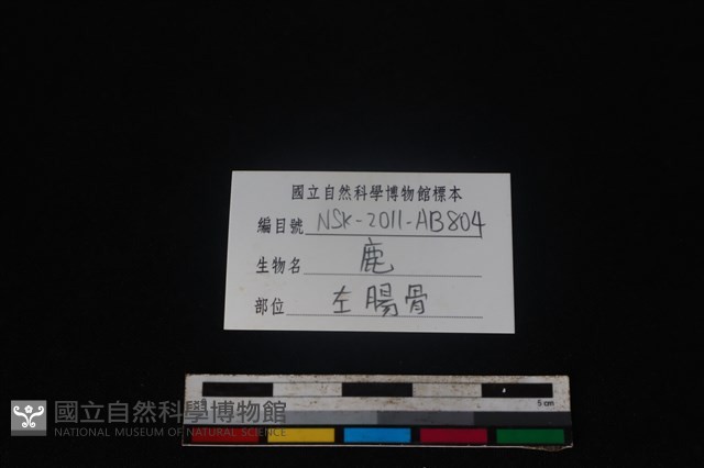 梅花鹿骨藏品圖，第3張