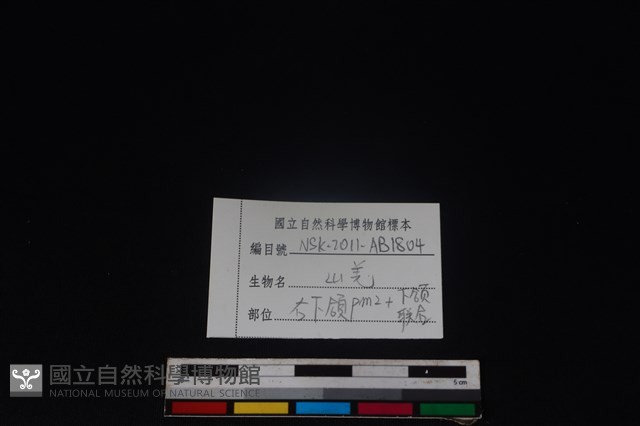 山羌骨藏品圖，第3張
