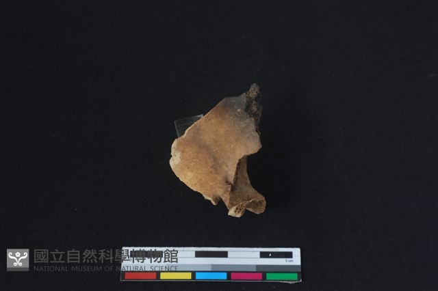 梅花鹿骨藏品圖，第3張
