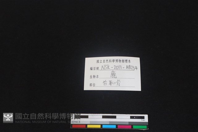 梅花鹿骨藏品圖，第3張