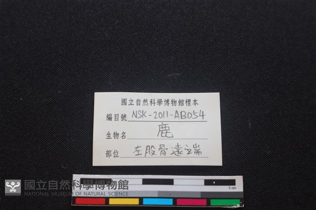 梅花鹿骨藏品圖，第3張