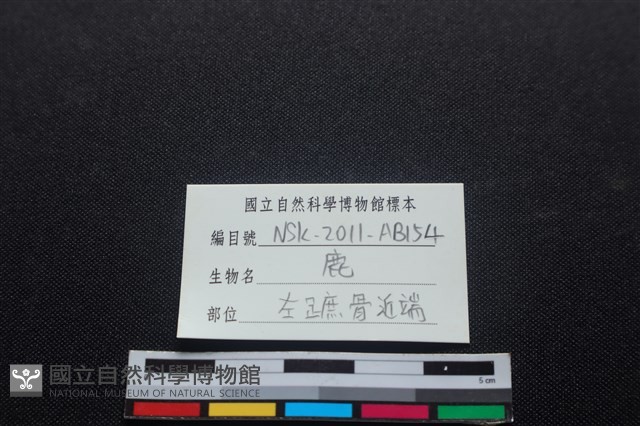 梅花鹿骨藏品圖，第3張