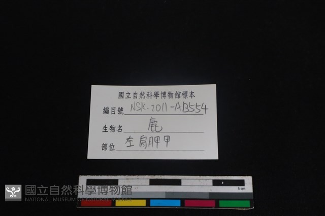 梅花鹿骨藏品圖，第3張