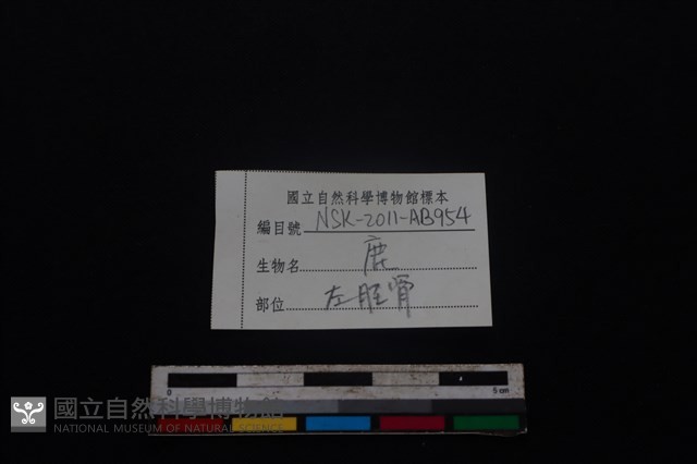 梅花鹿骨藏品圖，第3張