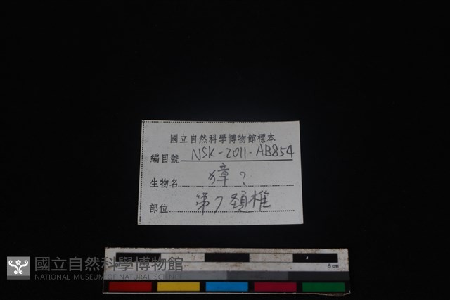 獐骨藏品圖，第3張