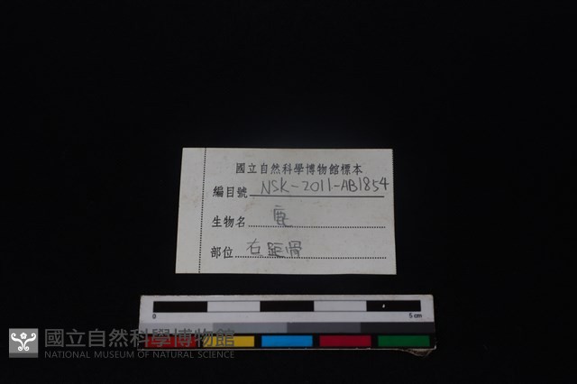 梅花鹿骨藏品圖，第3張