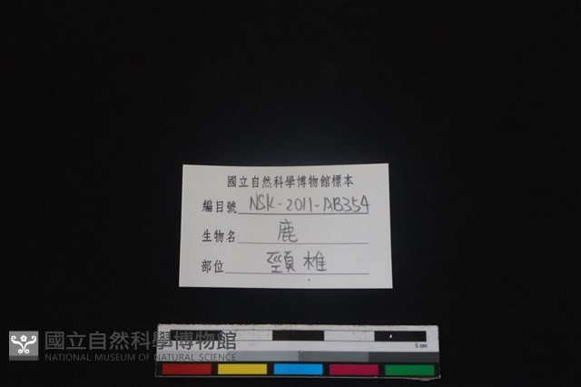 梅花鹿骨藏品圖，第3張