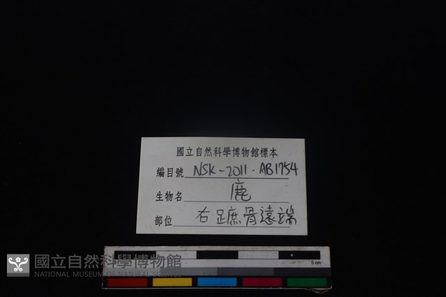 梅花鹿骨藏品圖，第3張