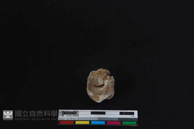 梅花鹿骨藏品圖，第3張