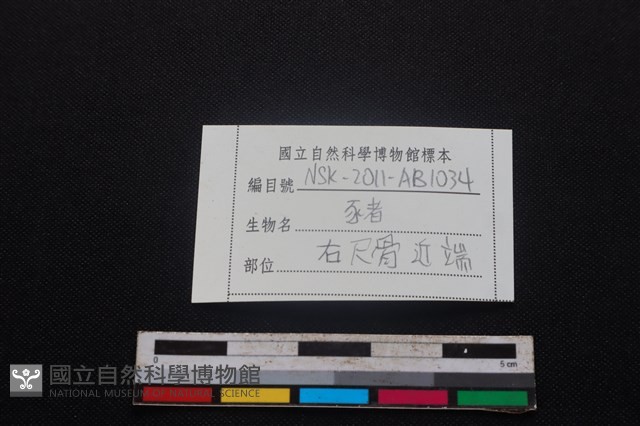 豬骨藏品圖，第3張