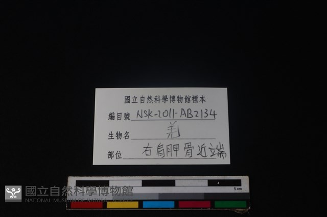 山羌骨藏品圖，第3張