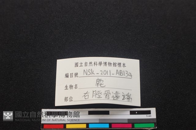 梅花鹿骨藏品圖，第3張